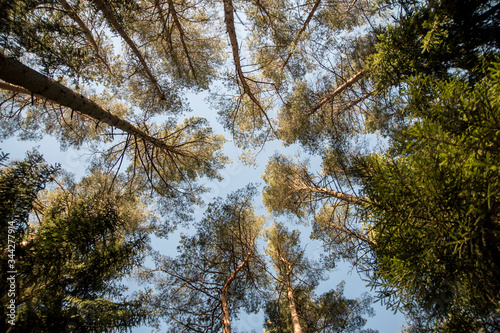 Fototapeta Naklejka Na Ścianę i Meble -  widok na korony sosnowego lasu