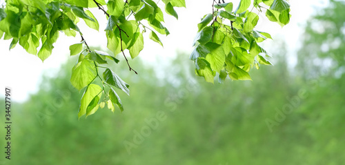 green tree leaves on abstract nature background. summer season. template for design. copy space.