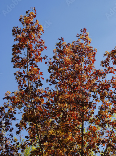 maple tree with fresh foliage at spring