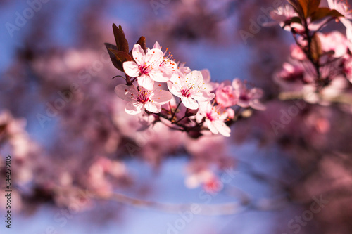 Blossoms on a sunny day. Beautiful spring