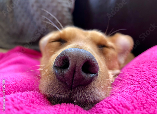 Rudy pies śpi zbliżenie nosa