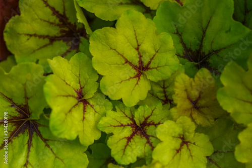 Allfotokz Flowers 20190913 0033 D810 S photo