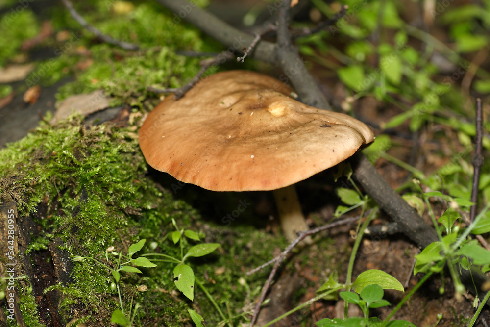 Mushrooms in the autumn forest
Mushrooms in the autumn forest