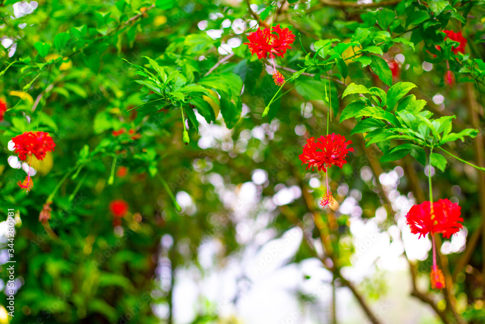 vibrant red tropical flowers in green garden