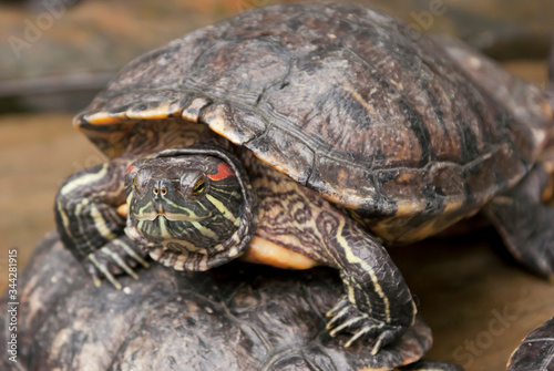 Żółwi skrytoszyjny (Cryptodira) – dziki żółw w naturalnym środowisku. Portret żółwia. 