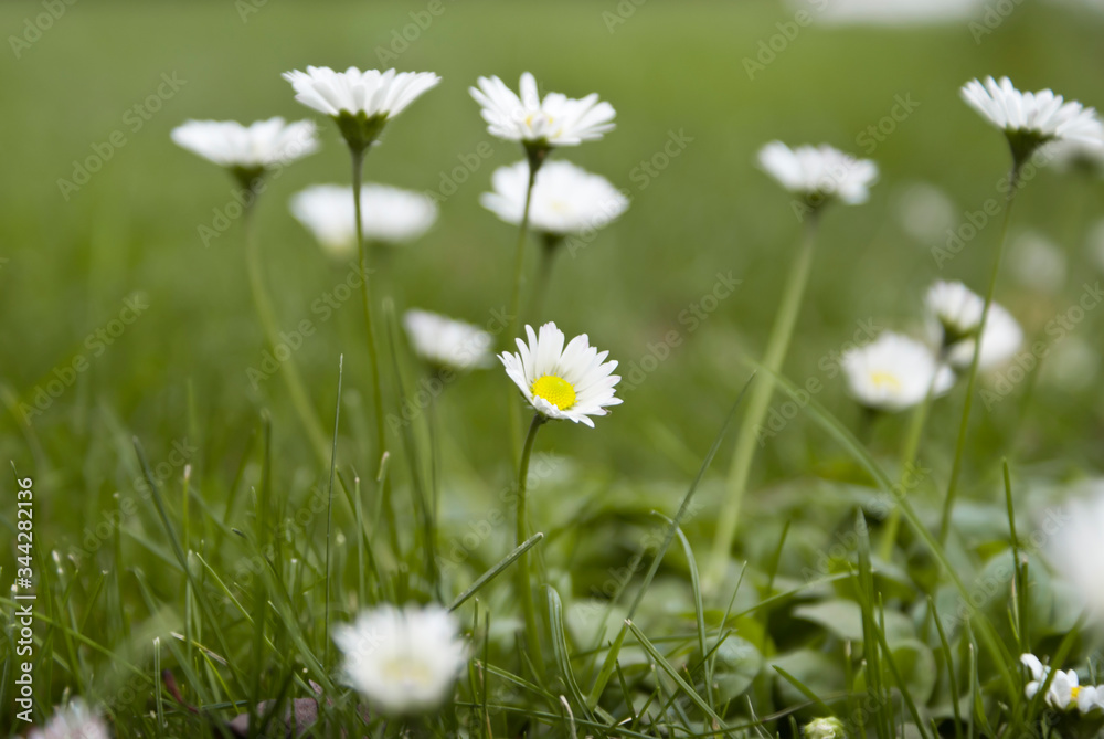 Daisy (Bellis) on the lawn among clovers. Daisy (Bellis) on the lawn among clovers.