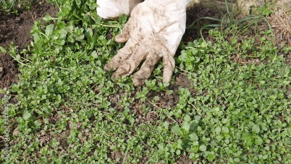 Hands in white gloves pull weeds. Weed control in garden. Hands in white gloves pull weeds. Weed control in garden.