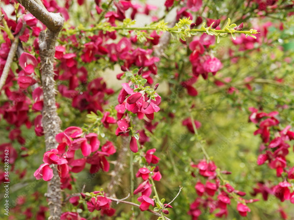 Cytisus scoparius 'Boskoop Ruby' - Magnifique genêt à fleurs rouge carmin et petites feuilles sur tiges vertes Cytisus scoparius 'Boskoop Ruby' - Magnifique genêt à fleurs rouge carmin et petites feuilles sur tiges vertes