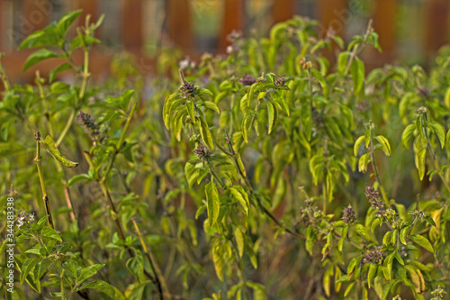 basil plant background bright green freshness