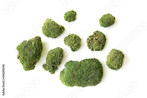 Set green moss isolated on white background top view. Set of fragments of forest moss..