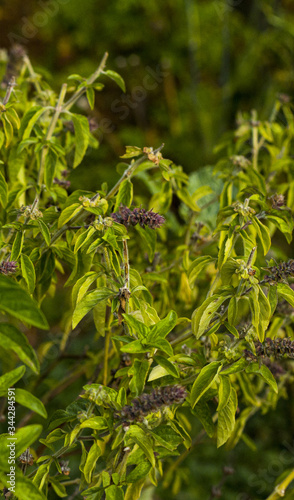close up of green basil leaves background