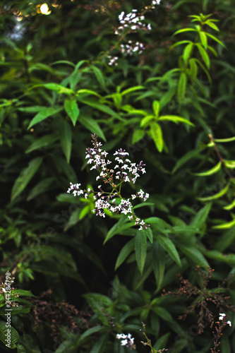 white flowers in the forest