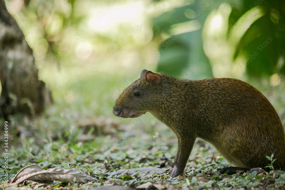 Agoutis (Dasyprocta punctata) Agoutis (Dasyprocta punctata)