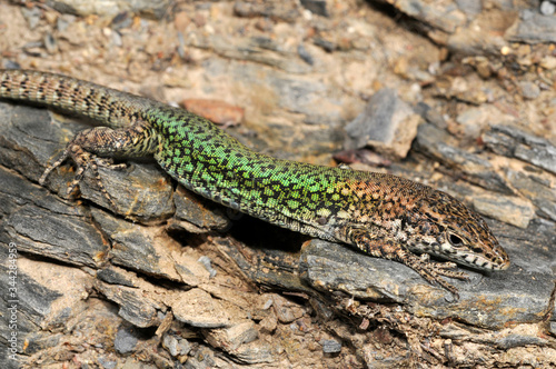 Andalusian wall lizard / Maghreb-Mauereidechse (Podarcis vaucheri) - Spain / Spanien  photo