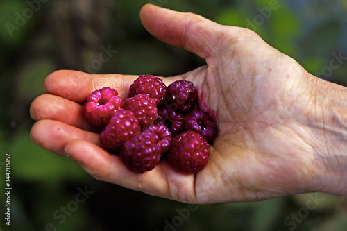 handful of berries bright background fresh