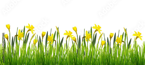 Spring border with fresh green grass and yellow narcissus flowers