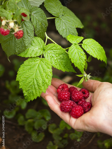handful of raspberries bright red beackground