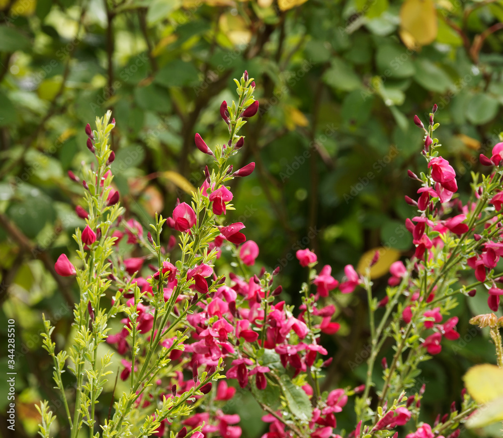Cytisus scoparius 'Boskoop Ruby' - Magnifique genêt à fleurs rouge carmin Cytisus scoparius 'Boskoop Ruby' - Magnifique genêt à fleurs rouge carmin