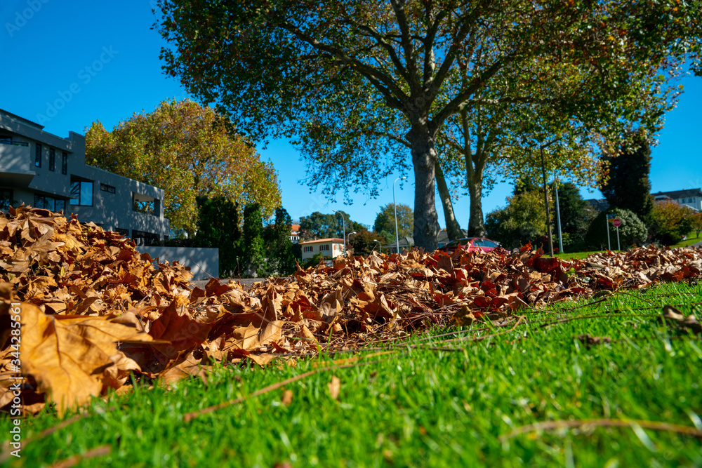 Autumn leaves fall on street