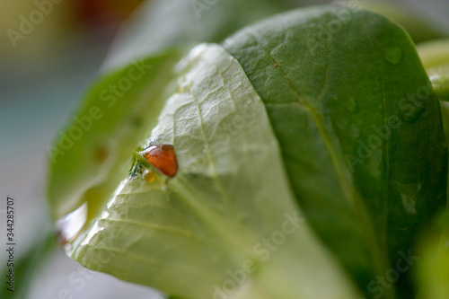 a drop of vinegar on a spinach leaf