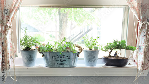 window with herbs and bonsai tree