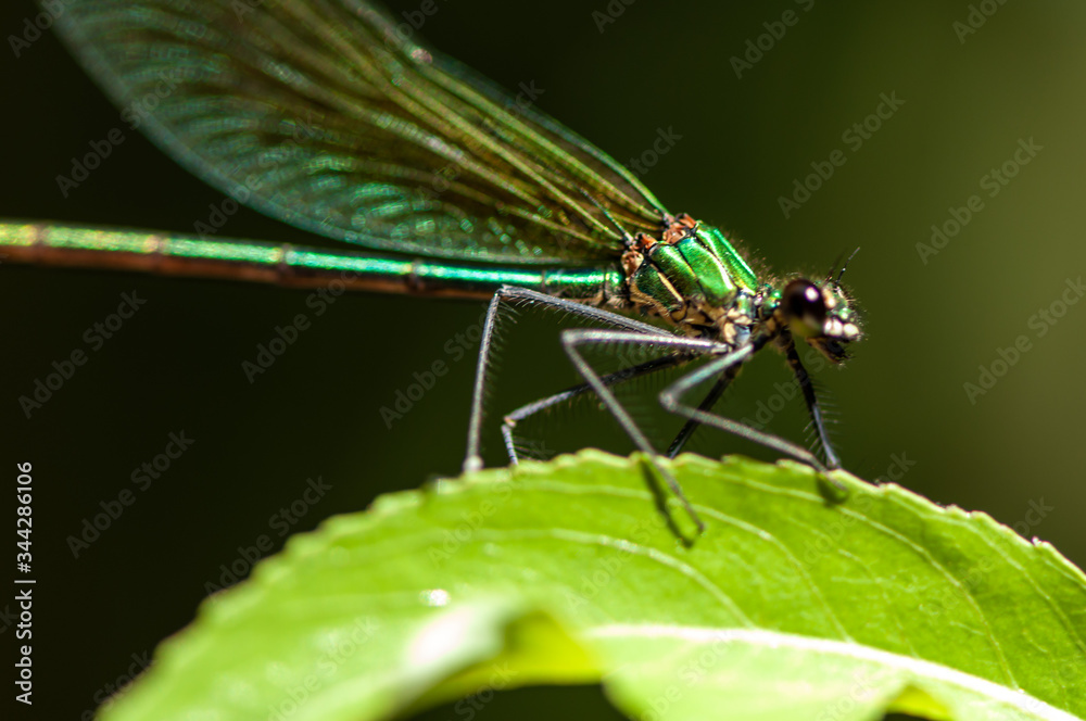 Close-up of a dragonfly sitting on a leaf. Selective focus. Close-up of a dragonfly sitting on a leaf. Selective focus.