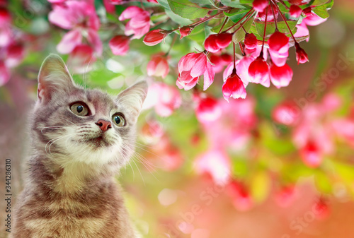 portrait a cute tabby kitten sits among the blooming pink branches of an Appl...