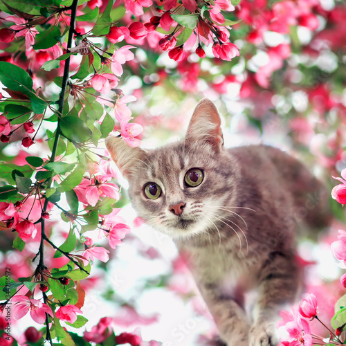 square portrait of a cute tabby kitten sitting among the blooming pink branch...