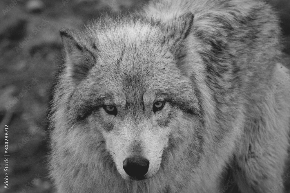 Grey wolf
Grey wolf