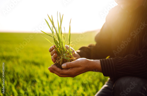 Young wheat sprout in the hands of a farmer. The farmer considers young wheat in the field. The concept of the agricultural business.