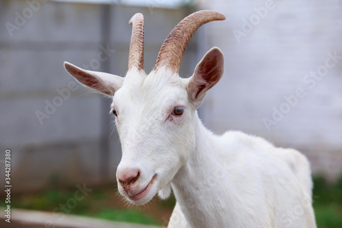 Portrait of goat © deviddo