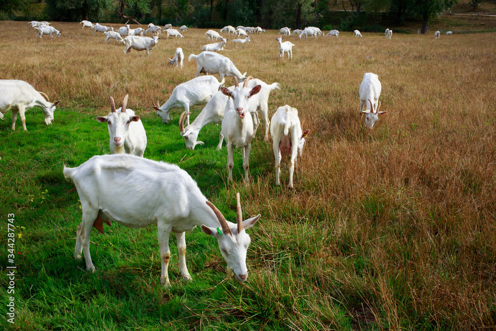 Fototapeta premium Goats graze on the field