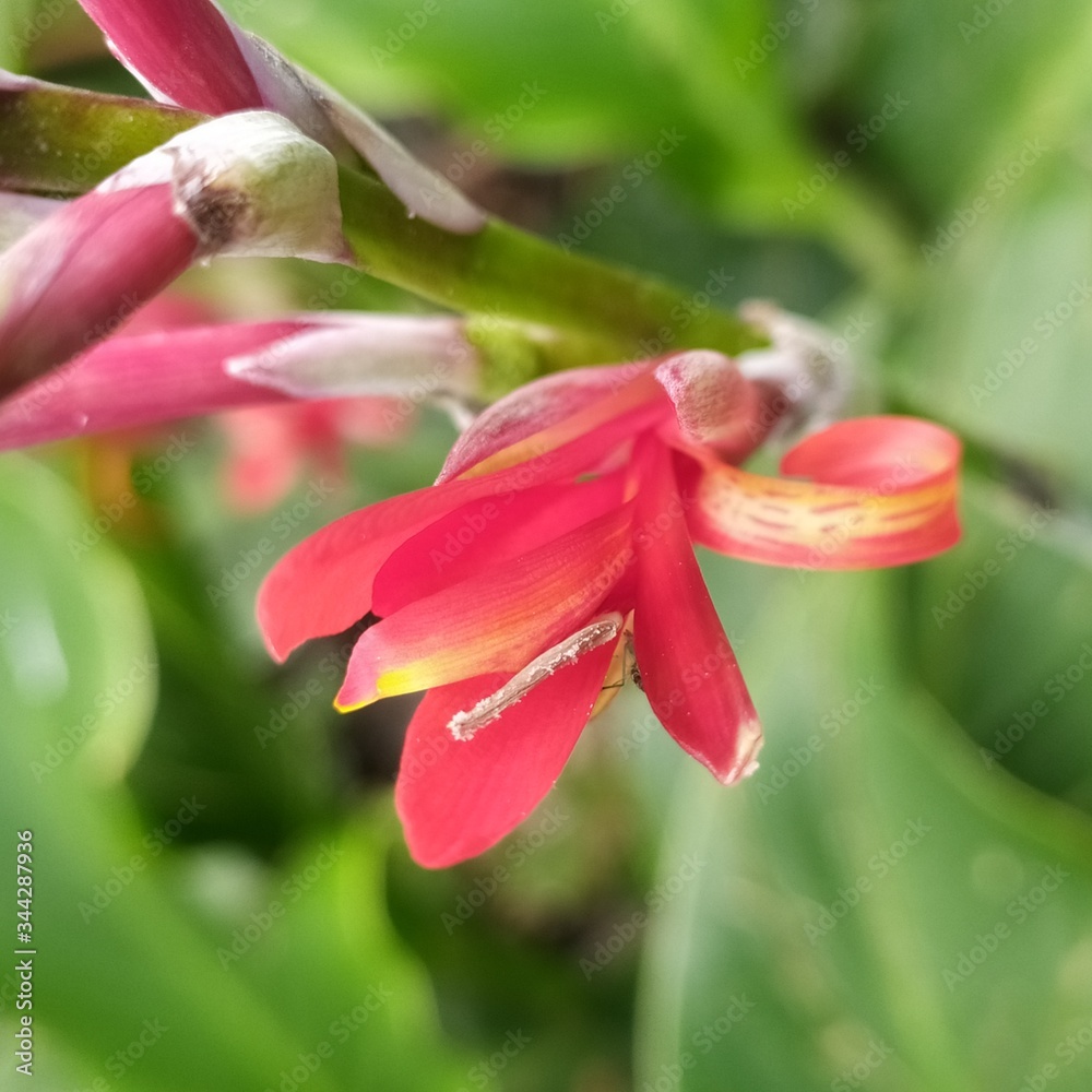 Obraz premium pink lily flower