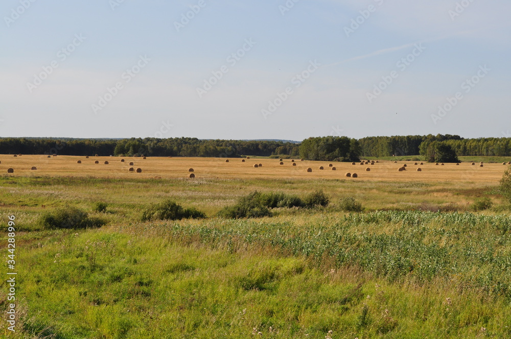 Russian open spaces. Summer landscape in Western Siberia