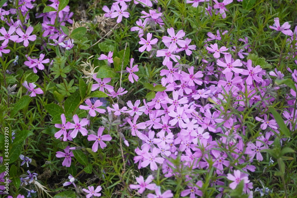 Spring flowers Spring flowers