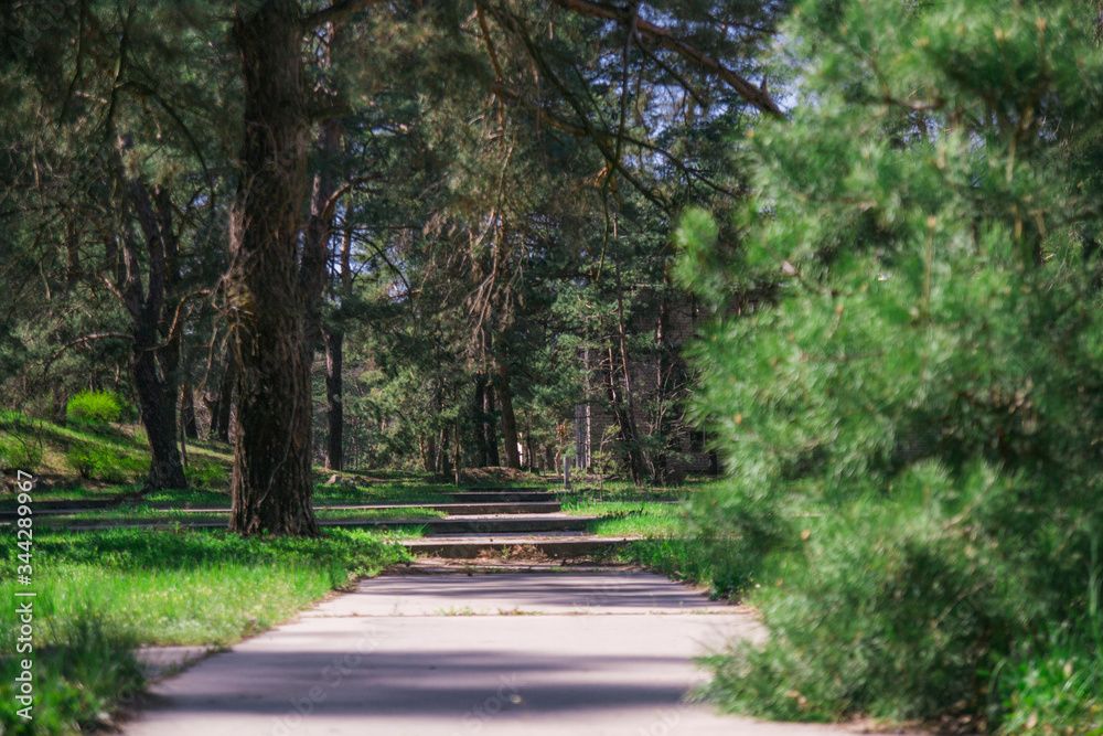 
Overgrown avenue