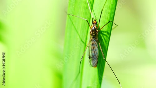 4K Extreme close up macro view of a Giant Mosquito called Craneflies with long legs on green leaf background. Tipula Oleracea