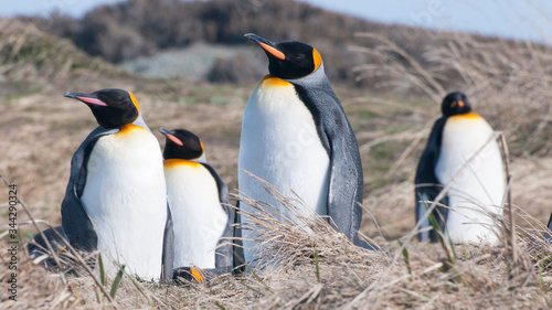 King penguins in Tierra del Fuego, Chile.
