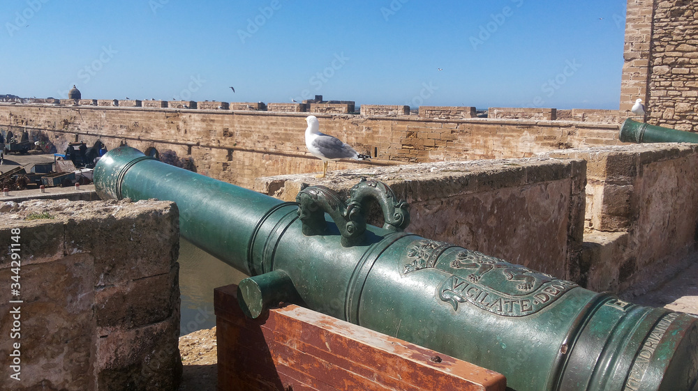 Seagull and old cannon in a old fort in Esaouira, Morocco in a sunny day