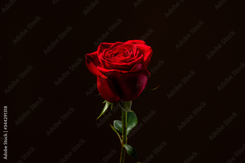 Naklejka premium close up red one rose in the center of the frame isolated on black background