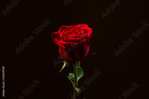 close up red one rose in the center of the frame isolated on black background