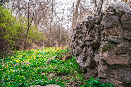 
stone fence in the forest