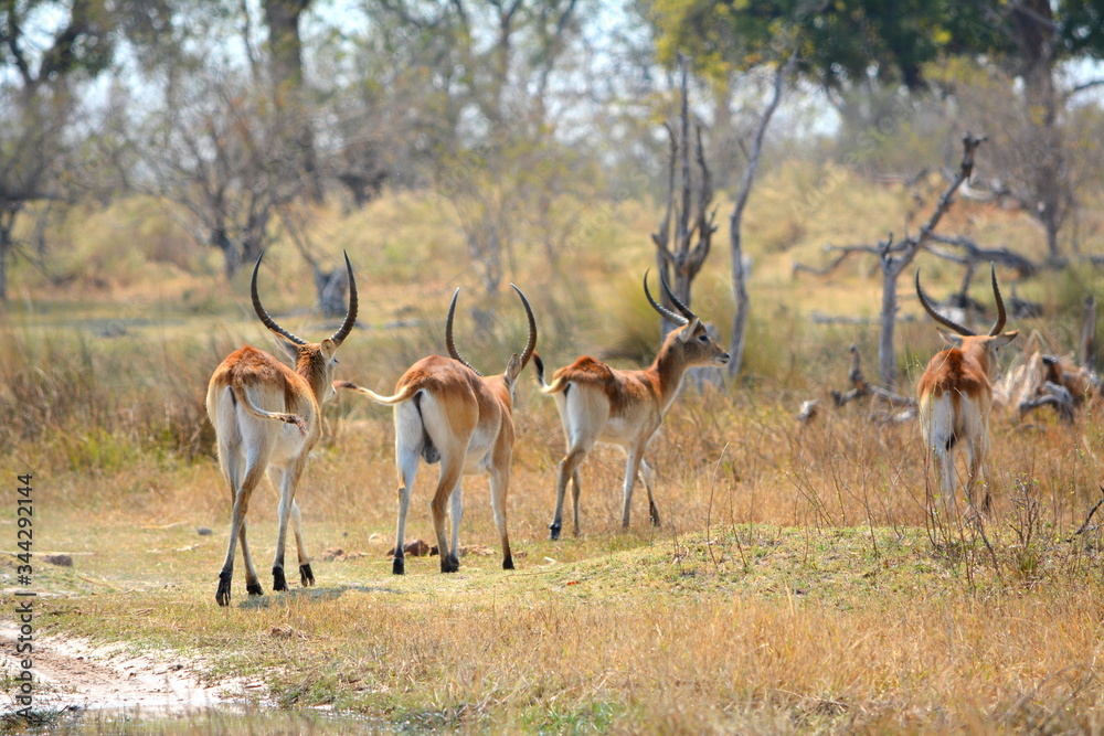 Fototapeta premium Defassa race waterbuck in Botswana