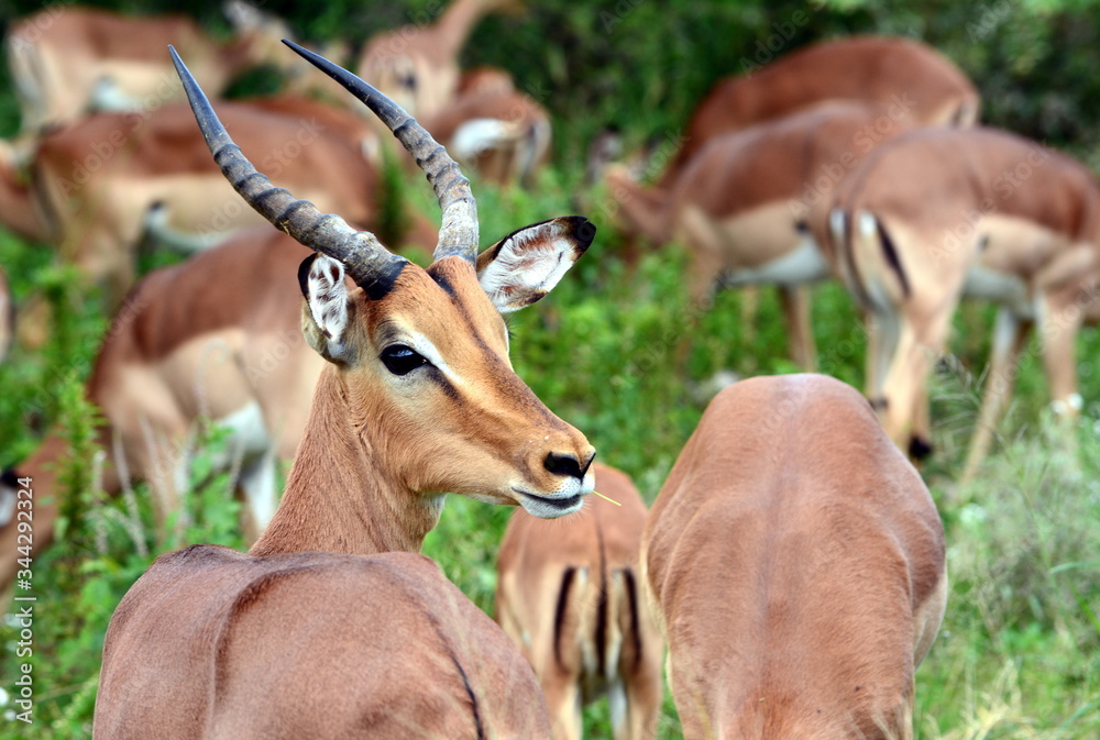 Naklejka premium Impala herd