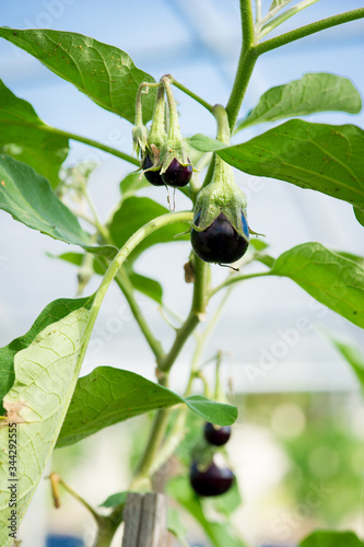 Eggplant growing on a Hydroponic Farm