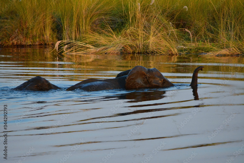 Obraz premium Elephants swimming