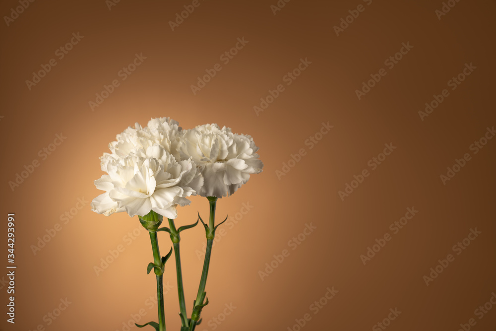 Fototapeta Three white carnation flowers isolated on light taupe background