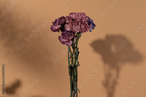 Dark purple, violet, peach pink carnations isolated on hazelnut background