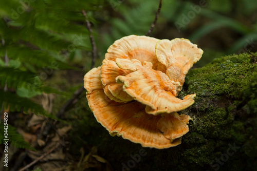 Laetiporus sulpureus, Chicken of the woods mushroom.