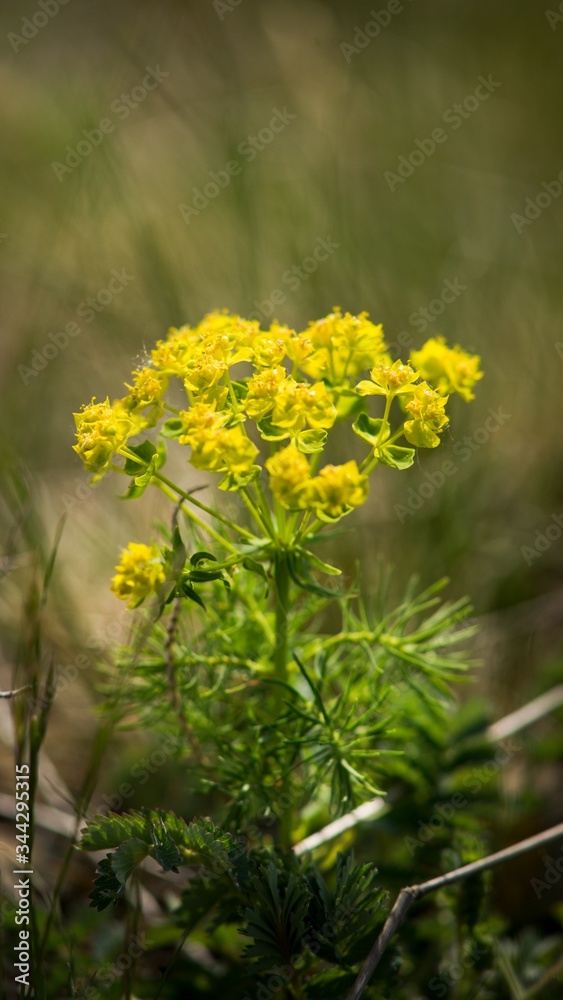 Obraz premium Snake milk (Euphorbia cyparissias) is a yellow-flowering poisonous perennial herb of the spurge family.